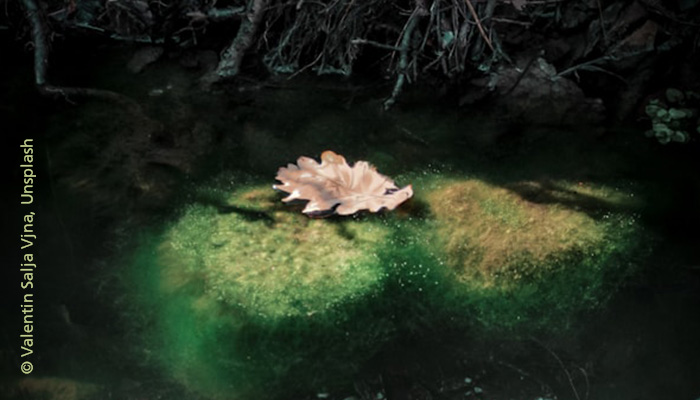 Ein Blatt auf Moos im Wald in märchenhaft anmutender Lichtstimmung